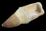 Rooted Mosasaur (Prognathodon) Tooth #72866-1